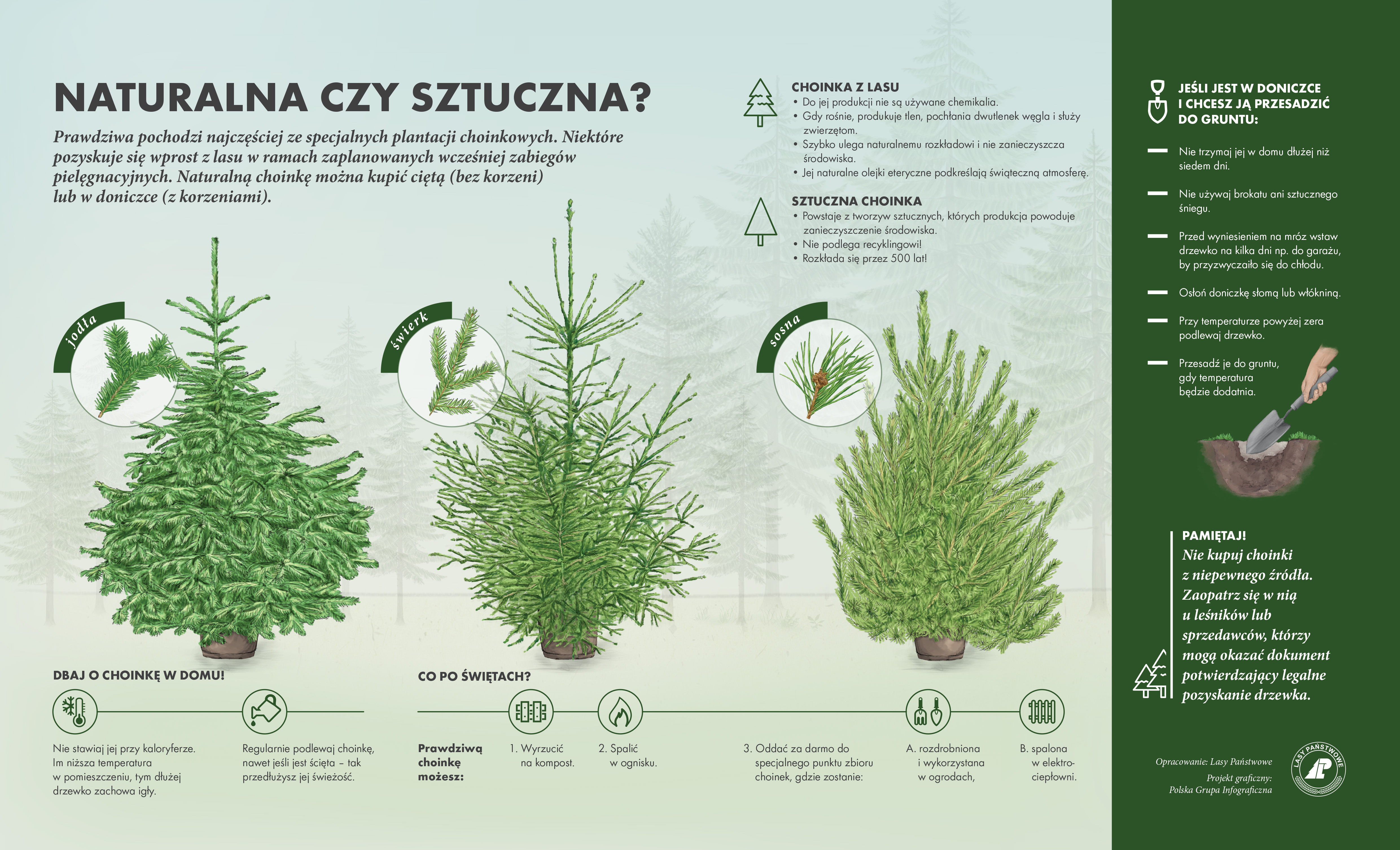 Infografika prezentująca różnice pomiędzy poszczególnymi gatunkami drzew iglastych wykorzystywanych jako choinki oraz plusy i minusy żywej, a sztucznej choinki. Źródło: Lasy Państwowe