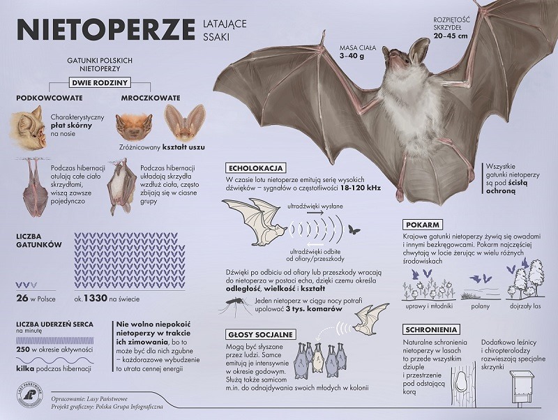 Infografika przedstawiająca fakty o nietoperzach