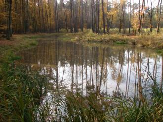 Kompleksowy projekt adaptacji lasów i leśnictwa do zmian klimatu – mała retencja oraz przeciwdziałanie erozji wodnej na terenach nizinnych