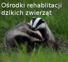 Zdjęcie przedstawia dwa borsuki, znajduje się na nim napis ośrodki rehabilitacji dzikich zwierząt