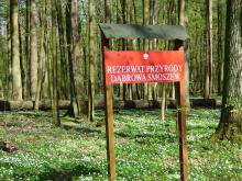 Rezerwat „Dąbrowa Smoszew” – uroki wiosny