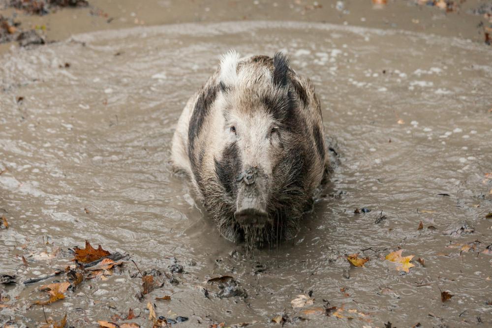 źródło: pixabay.com