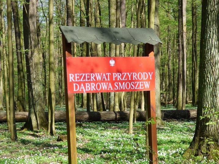 Tablica informacyjna w rezerwacie "Dąbrowa Smoszew" | fot. P. Świerblewski